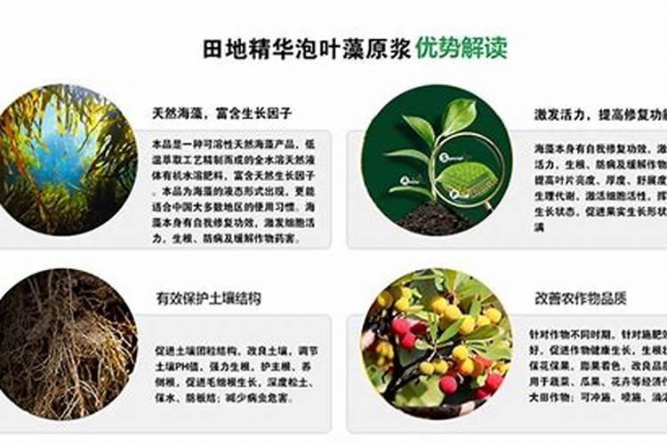 品牌榜:2024年水溶肥十大品牌排行榜 投票结果公布【新】