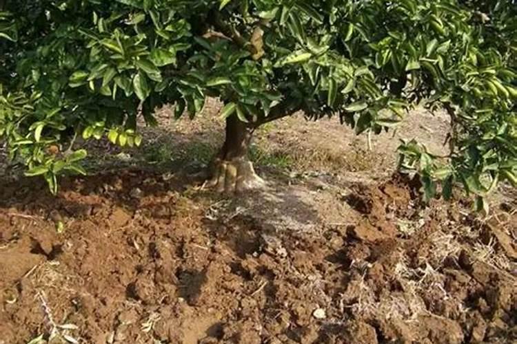 果树营养失调的一般原因是有哪几种？