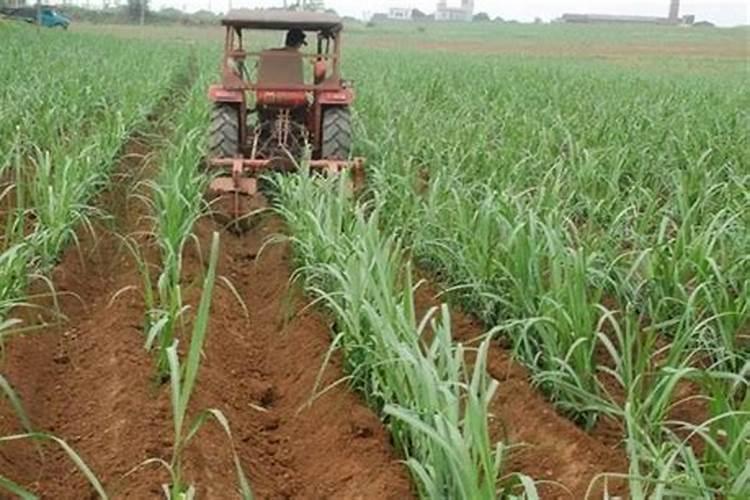 桃子施肥的原因