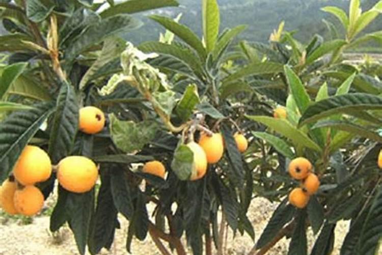 杜鹃开花需要施肥吗