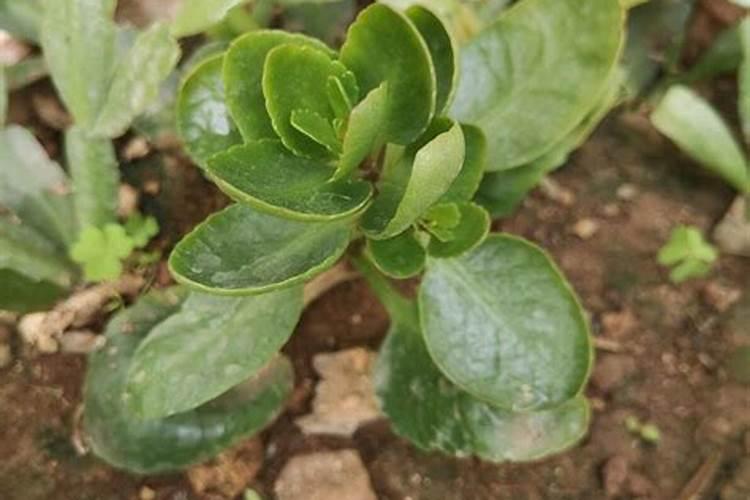 百香果施尿素过多肥料中毒？如何换救？