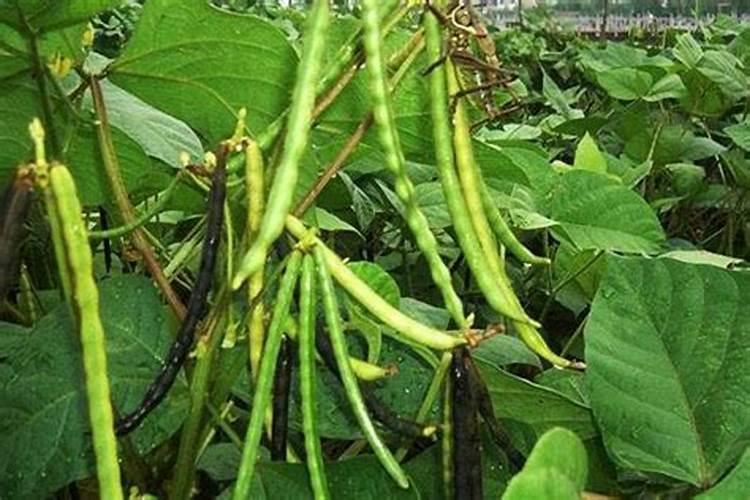 种绿豆用什么肥料好 施肥方法有哪些
