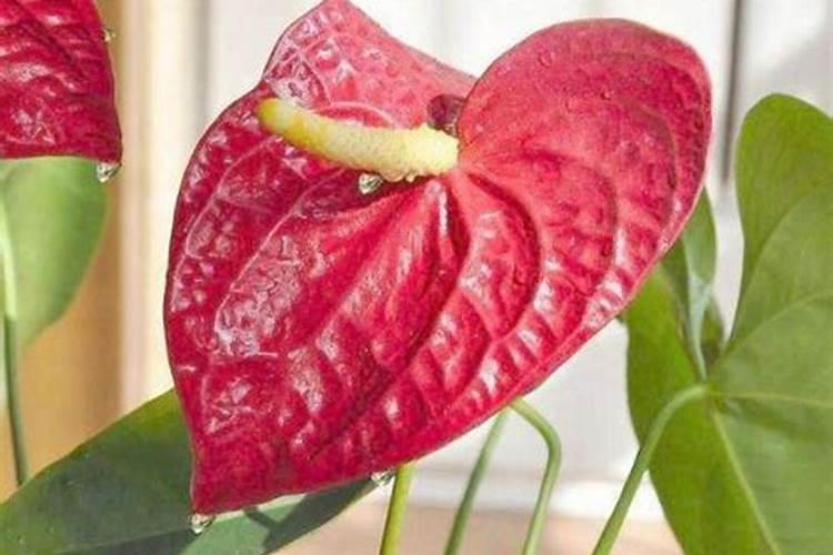 月季六月份能扦插吗