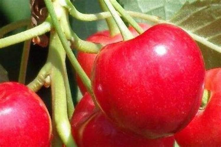 樱桃保花保果叶面喷什么好？樱桃挂果期用什么肥料吸收好？