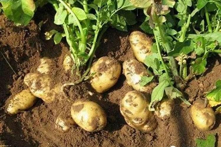 种花草用什么肥料最好