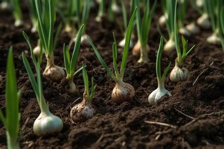 杜鹃花施肥用什么肥施,肥时间和方法