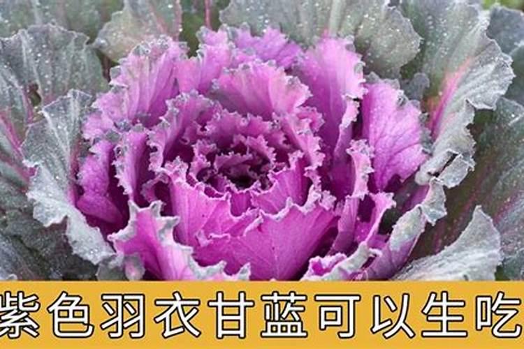 甘蓝让雹子咋坏了怎么办？