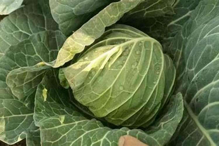 甘蓝枯萎病怎么办