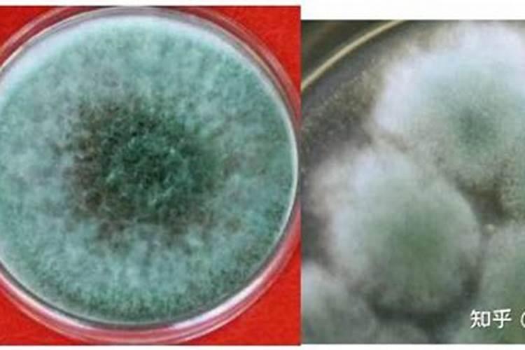 青苔可以施肥和打农药吗
