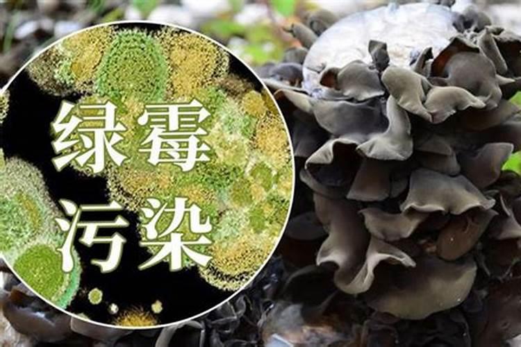 水稻叶面肥什么时候施最好水稻叶施肥注意事项