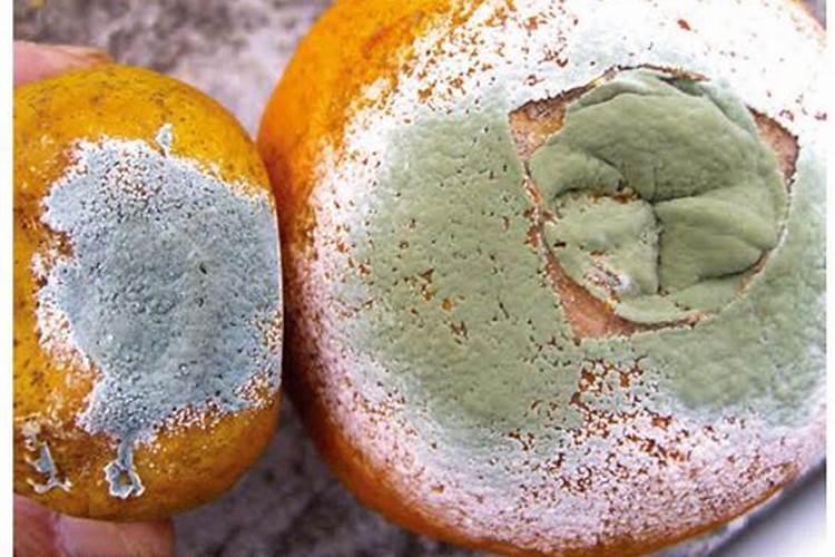 绿萝用什么肥料最好