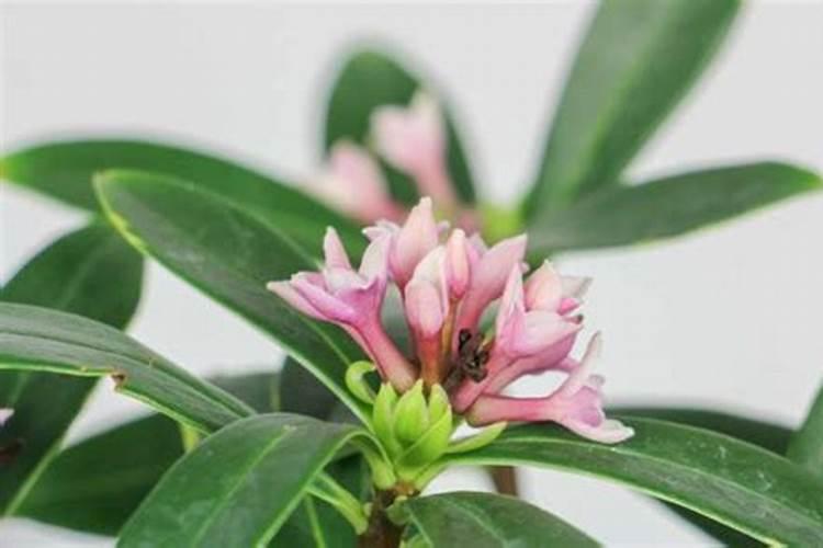 瑞香冬季怎么养？瑞香冬季催花方法