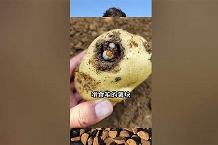 土豆用什么叶面肥喷施好