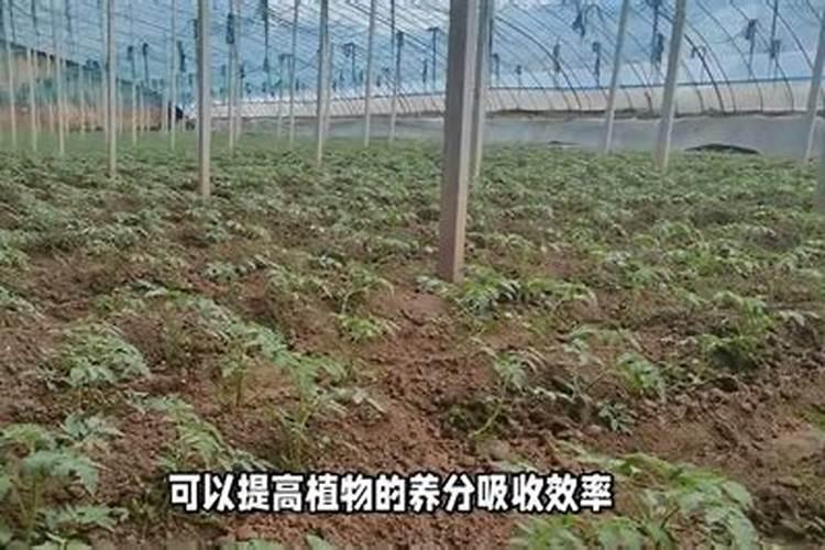 氨基酸水溶肥料的用法？