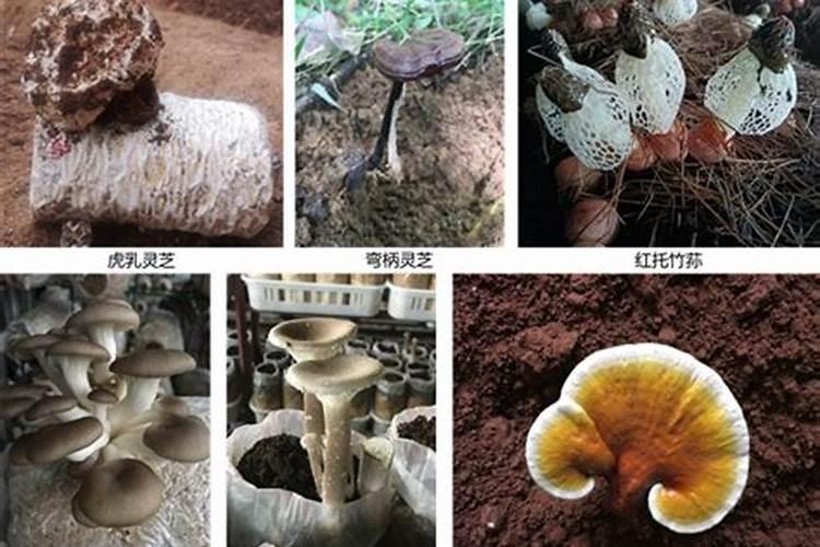 有机肥菌种生物有机肥国家标准