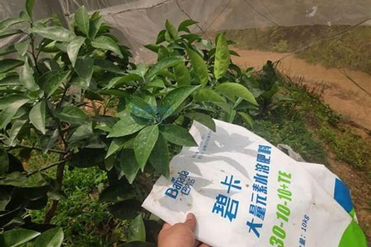 矿源黄腐酸钾浇兰花多少倍合适？