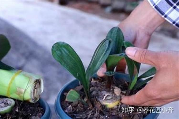 君子兰开花期间怎么施肥