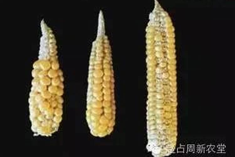 玉米缺硼的症状表现有哪些？