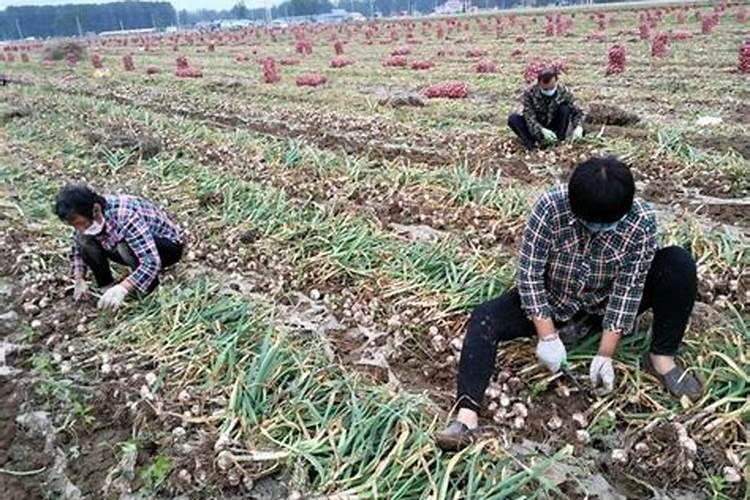 大蒜追肥用什么肥料好