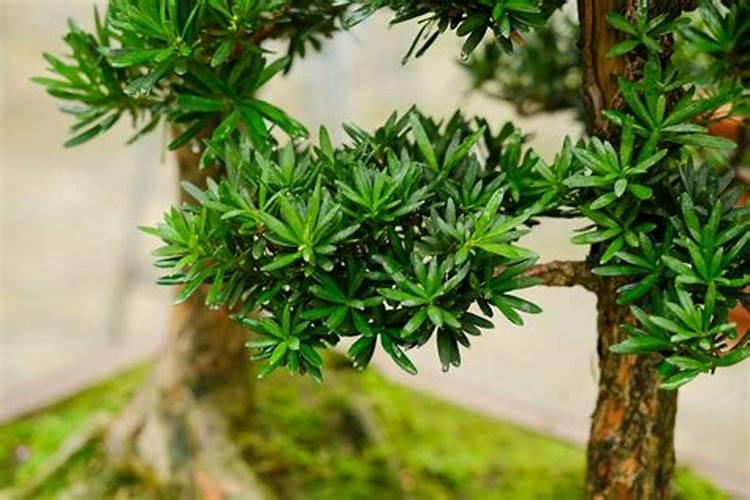 罗汉松施肥技巧