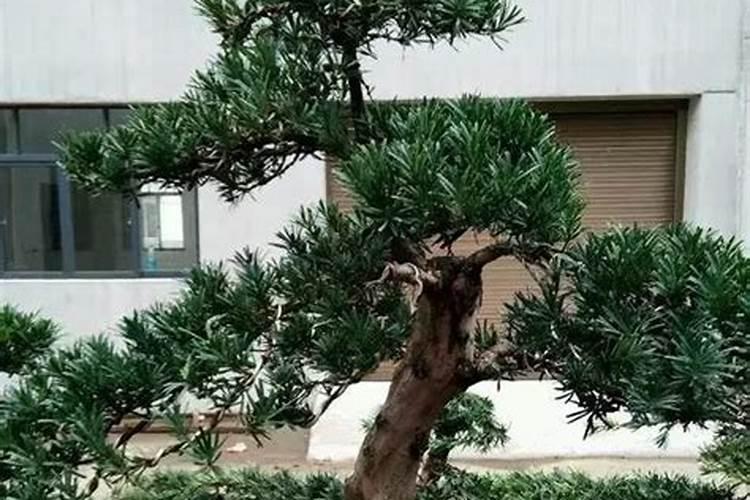 罗汉松移植后多少时间施肥？