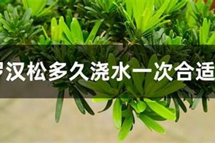 求问:罗汉松几天浇水(具体时间、怎么浇)？什么时候施肥？什么时候翻土