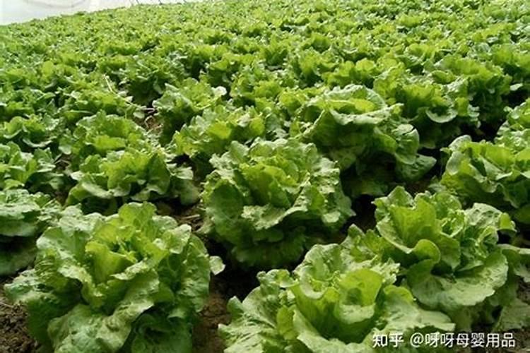 叶面肥能和除草剂一起用吗