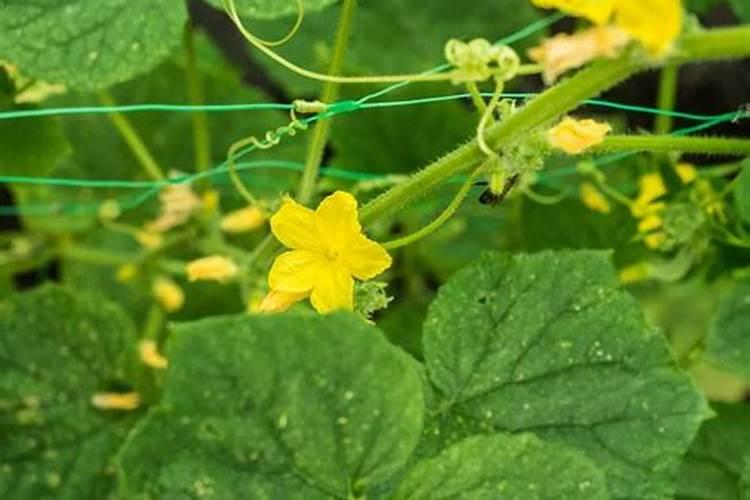 种植黄瓜、菜瓜等瓜类作物,要避开哪些施肥误区？