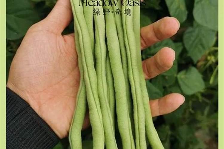 无筋豆种植时间和方法
