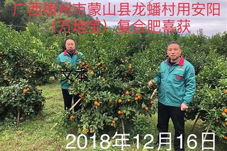 柑橘树施什么复合肥好呢？一年要施多少次？(大树)