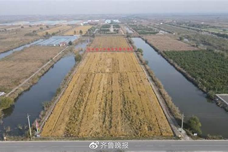 水稻叶面肥哪种好 如何正确喷施