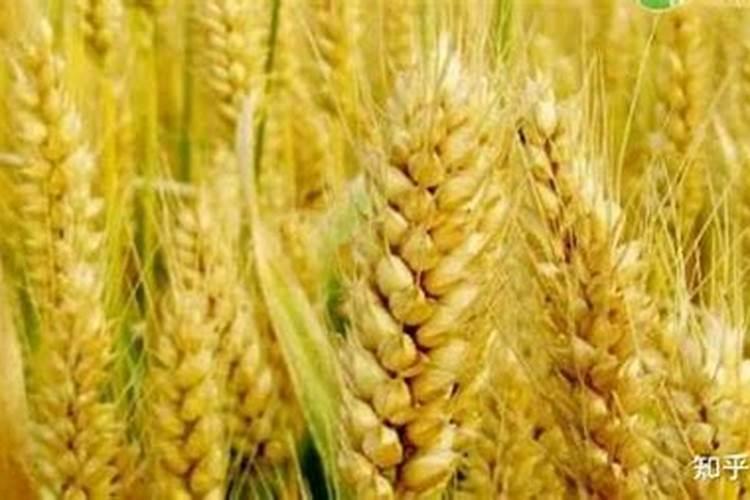 种小麦底施氮肥磷肥钾肥各多少斤好