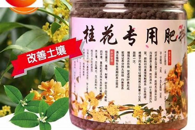 桂花花肥制作与使用方法