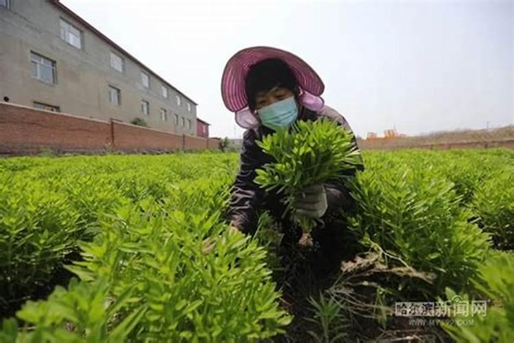 西瓜用什么冲施肥最好,沃盾冲施肥高甲高钙
