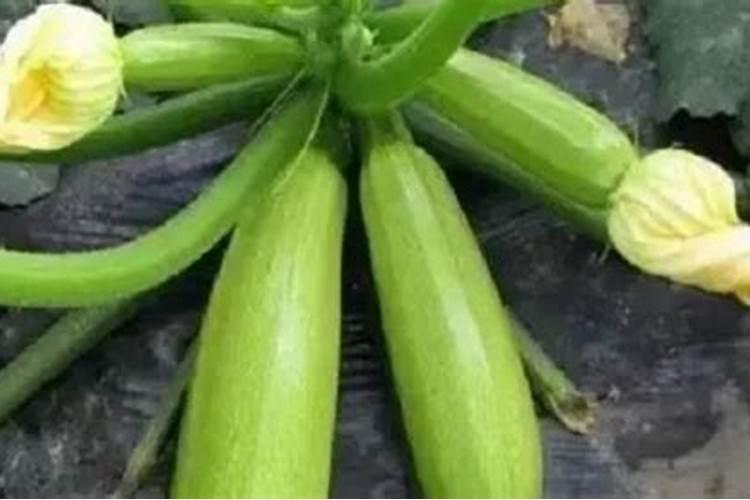 西葫芦肥料的禁忌 西葫芦需要什么肥料