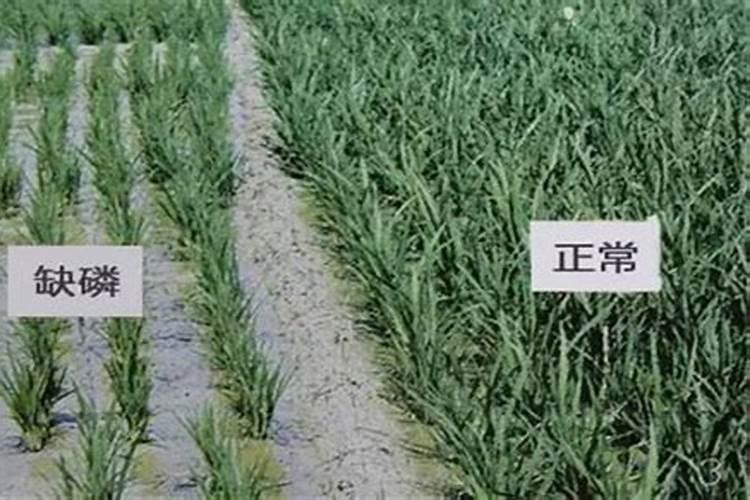 磷肥是重要肥料之一,用什么方式施用磷肥才能提高养分利用率？