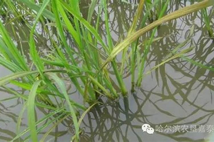 水稻缺肥追肥用什么化肥好？