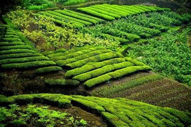 怎样给茶叶喷施叶面肥？ 敌百虫90%高效杀灭作物害虫小国家