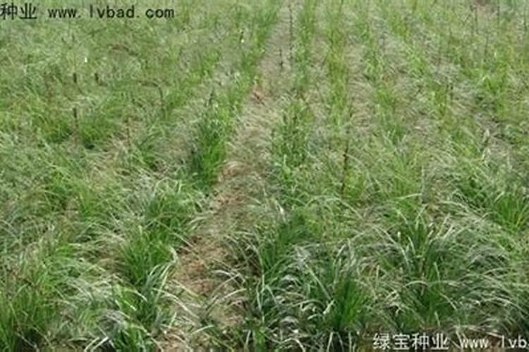 知母的养殖方法和注意事项