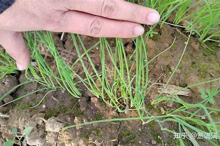 知母的养殖方法和注意事项