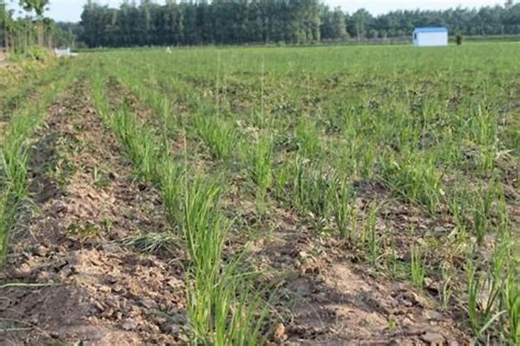 知母的养殖方法和注意事项