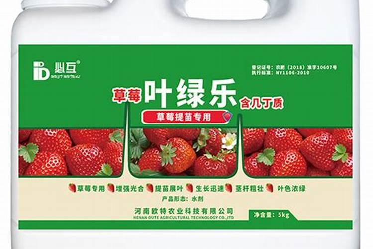 二氢卟酚铁加腐殖酸叶面肥喷施草莓苗有什么作用