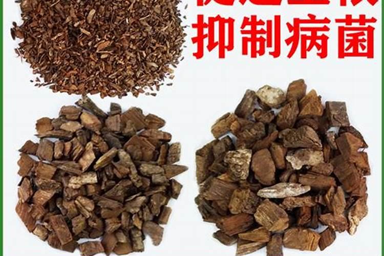 养花生根最好方法、促进生根的方法有哪些