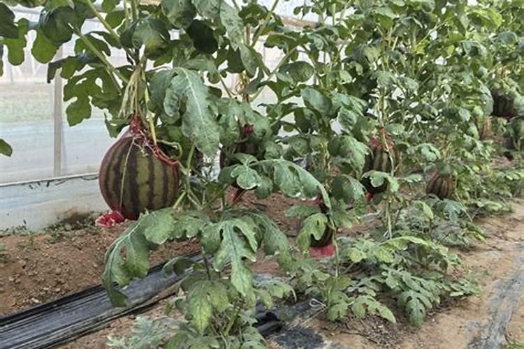 西瓜膨大期用什么肥料