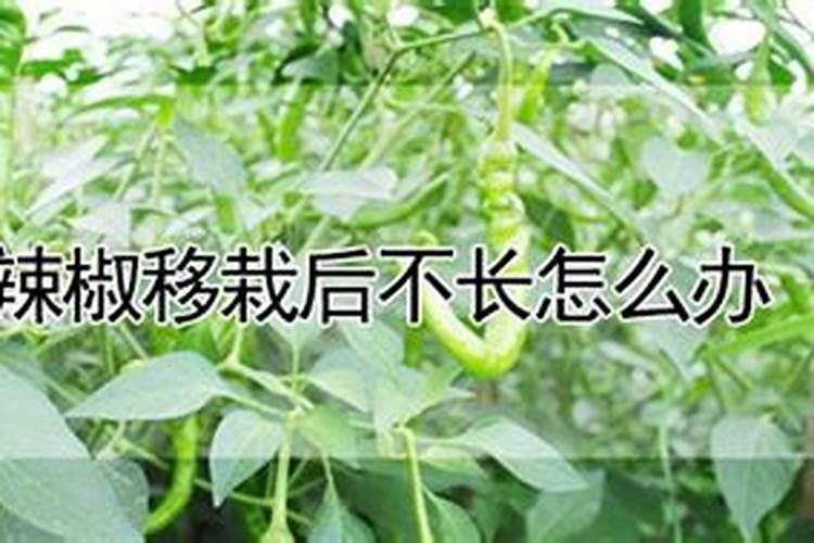 怎样种植辣椒种植辣椒下底肥吗种植辣椒种植辣椒是否需要下底肥