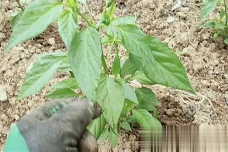 种植辣椒幼苗施肥不当,都会有哪些影响？