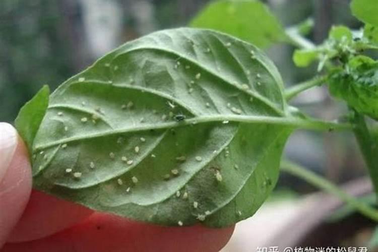 棕榈精油有毒么