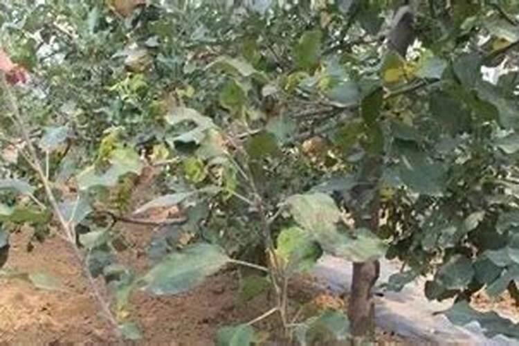 苹果树施肥最佳时间和方法及配方
