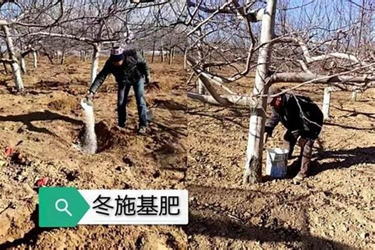 苹果树补钙的叶面肥有哪些