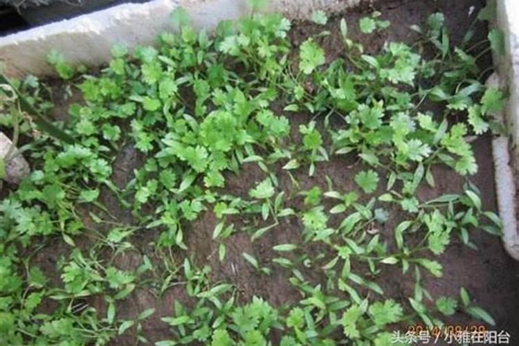 香菜用什么肥料最好
